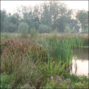 vegetatie bij poel