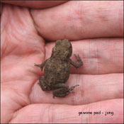 gewone pad