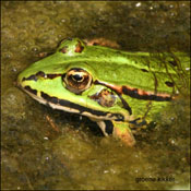 groene kikker