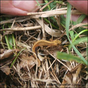 kleine watersalamander