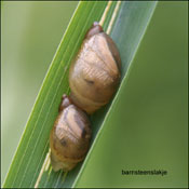 barnsteenslakje