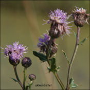 akkerdistel