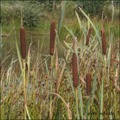 grote lisdodde