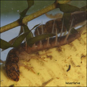 keverlarve