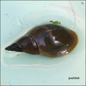 poelslak