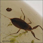 waterschorpioen
