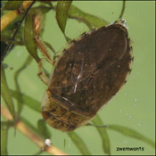 zwemwants
